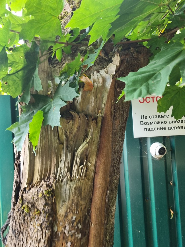 Клен с раной на стволе - обследование деревьев