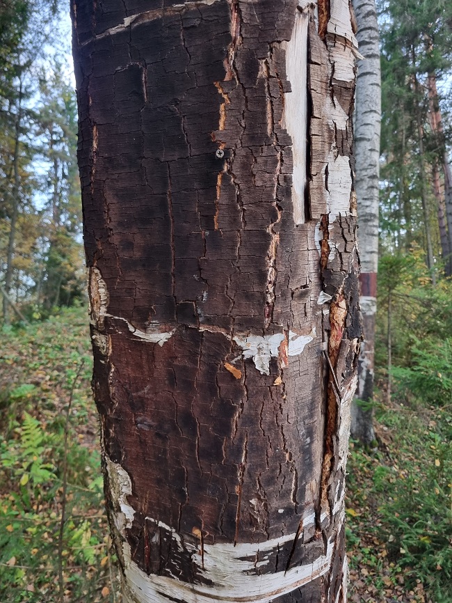 болезни коры березы