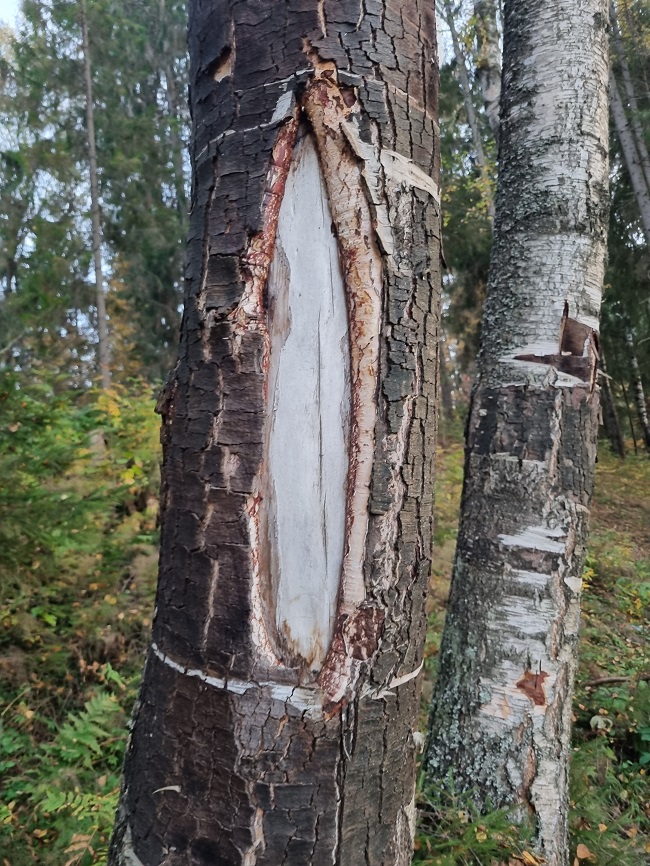 болезни коры березы