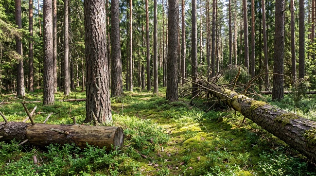 естественный сосново-еловый лес с подстилкой и валежной древесиной в средней полосе