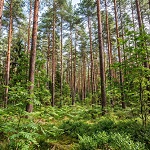 Что нельзя делать на лесном участке: 12 ошибок владельцев