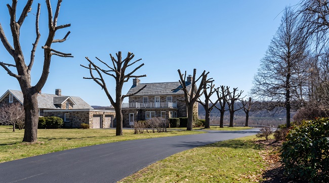 взрослое дерево после грубого топпинга с крупными срезами и вторичной порослью