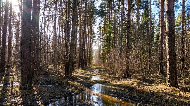подтопленная лесная дорога в Химкинском лесу Московской области