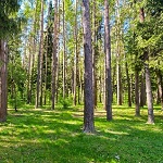 Как оценить состояние лесного участка перед покупкой