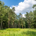 Как составить трёхлетний план ухода за лесным участком