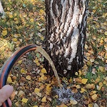 Календарь ухода за лесным участком по сезонам