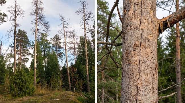 погибающие сосны обыкновенные (*Pinus sylvestris*) после заселения вершинным короедом (*Ips acuminatus*) погибающие сосны обыкновенные (*Pinus sylvestris*) после заселения вершинным короедом (*Ips acuminatus*)
