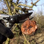 Осенний уход за садом после сбора урожая: что сделать до зимы