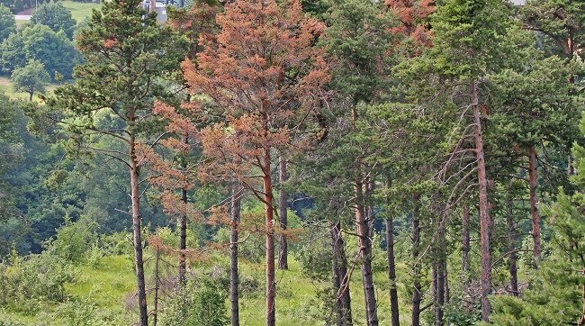сосна обыкновенная (*Pinus sylvestris*) с выраженным усыханием после засухи