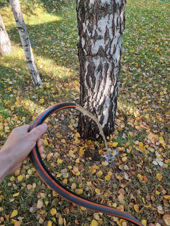 Полив дерева осенью