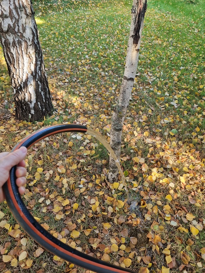 Как поливать дерево