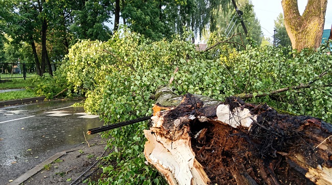 берёза, вырванная и сломанная ураганом 