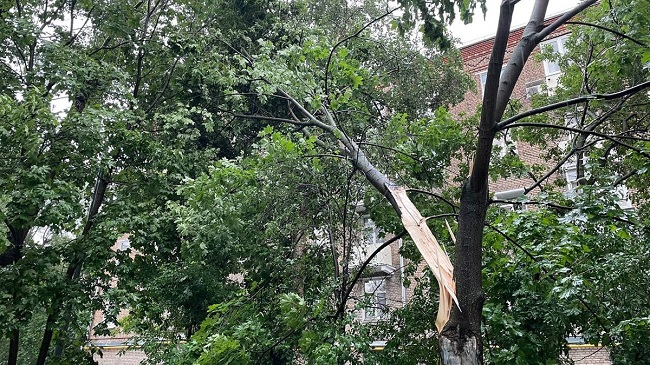 крупная свежесломанная ветвь после урагана в Москве