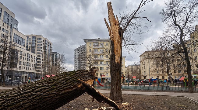 крупный ствол, расколотый у основания во время сильного шторма в Москве