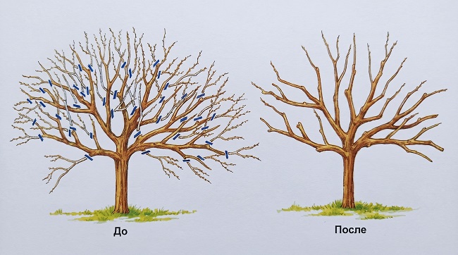 правильная обрезка плодового дерева