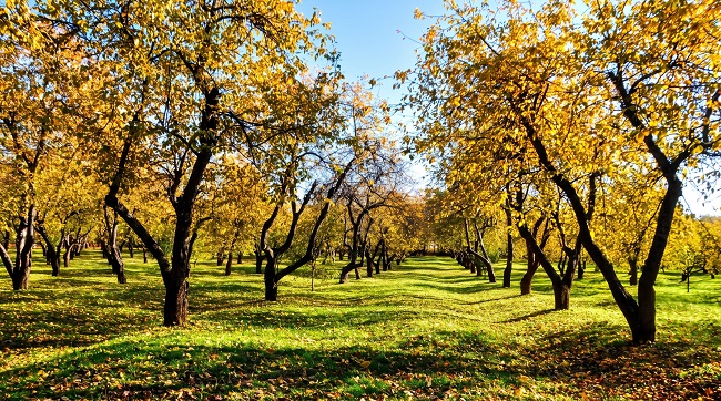 осенняя аллея старых яблонь в Коломенском, Москва