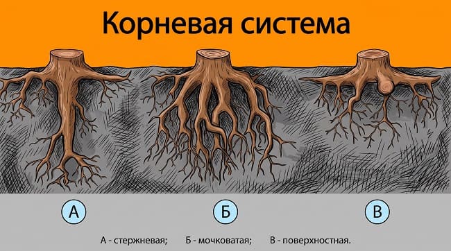 схема типов корневой системы сосны обыкновенной