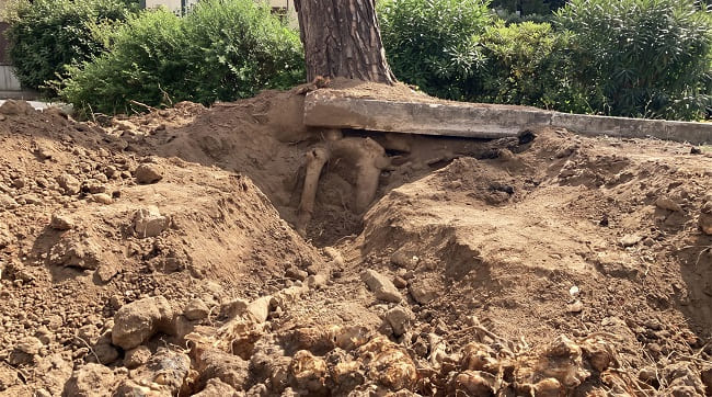 Защита корней при строительстве